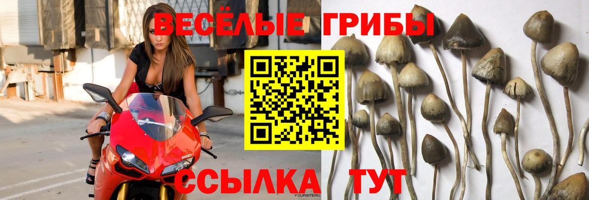 Псилоцибиновые грибы GOLDEN TEACHER Куйбышев